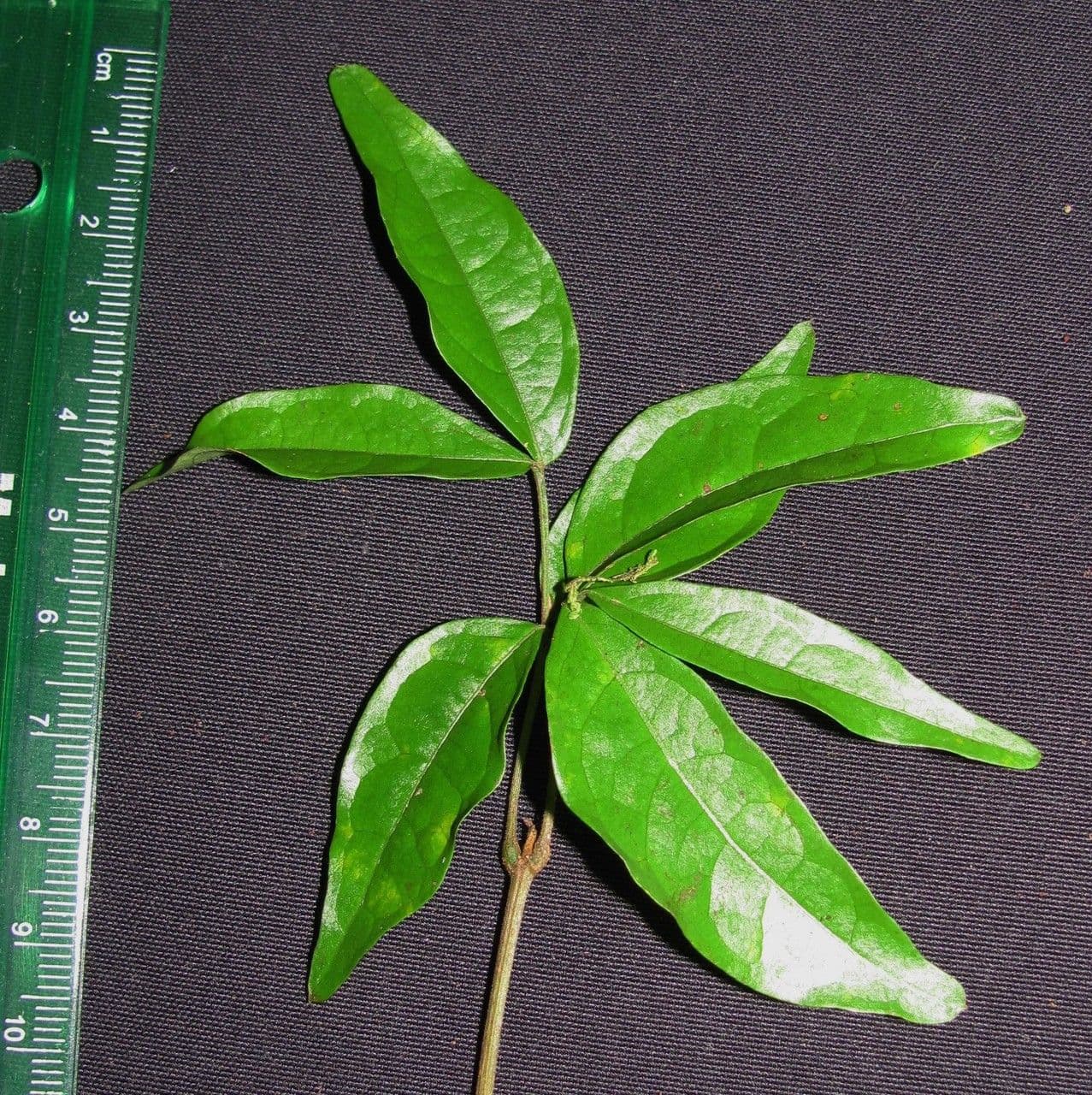 Edle Inga 17