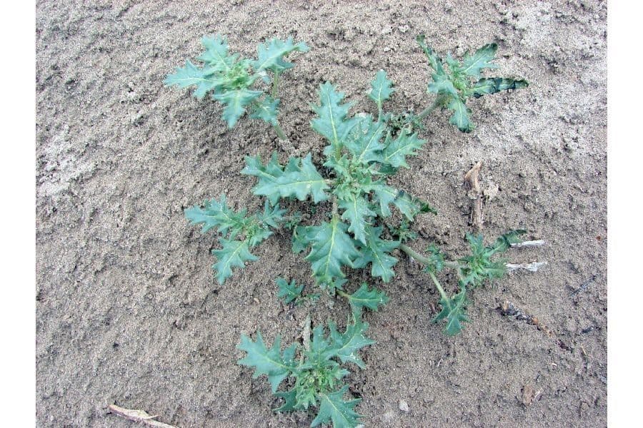 Solano 12