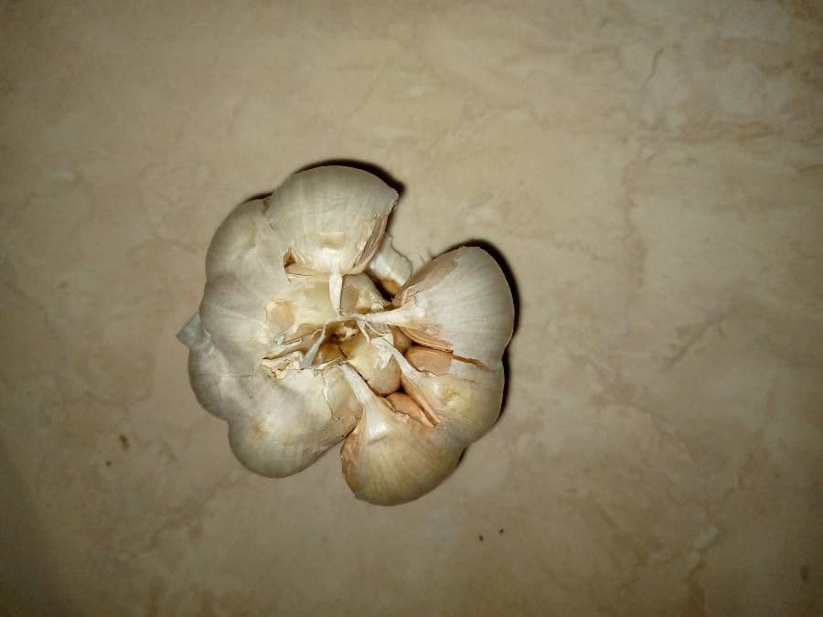 Aglio 21