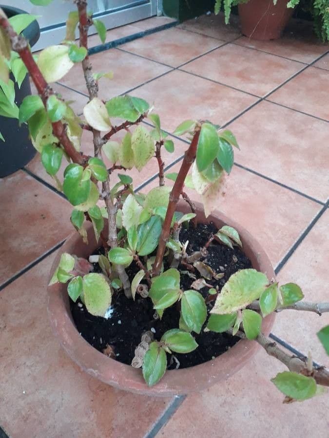Fuchsienblättrige Begonie 16