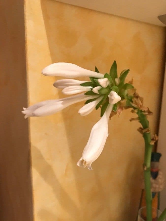 Hosta 18