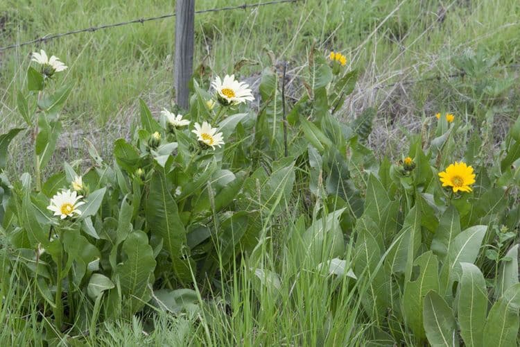 Sonnenblumen-Eselsohr 6