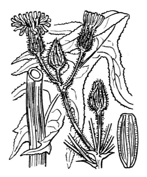 Crespigno palustre 24