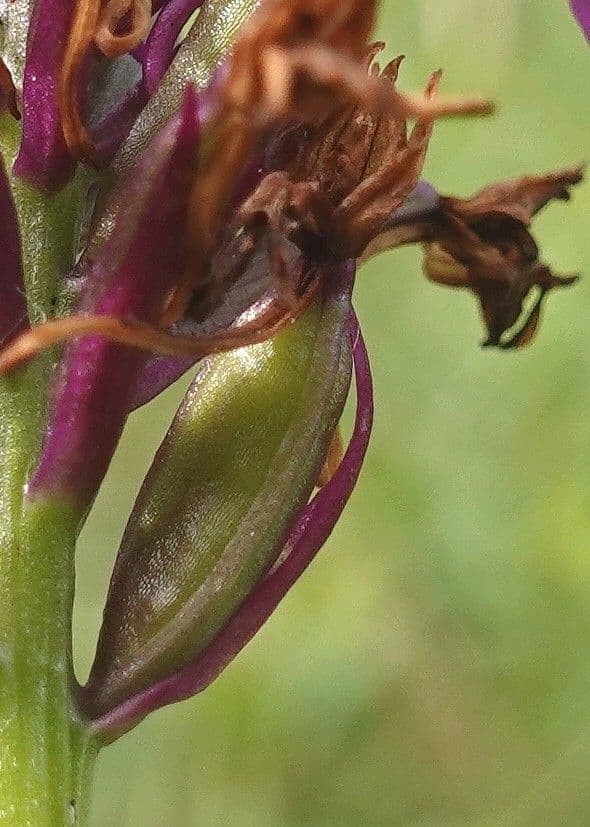 Orchis pyramidal 4