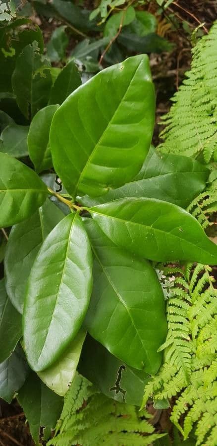 Picconia excelsa 10