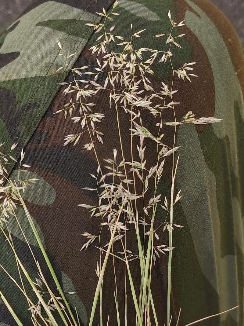 Mazzolina canuta 5