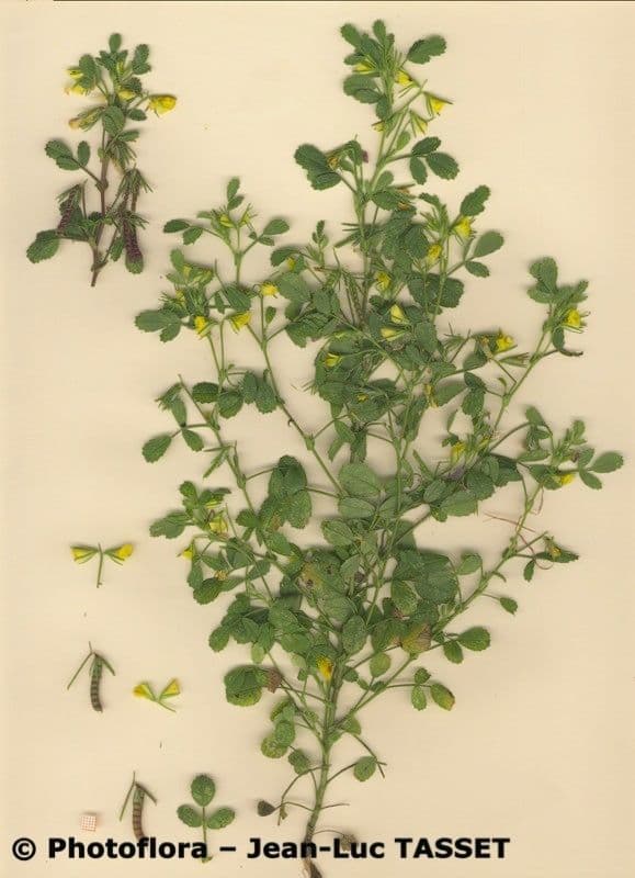 Groggelaria 7
