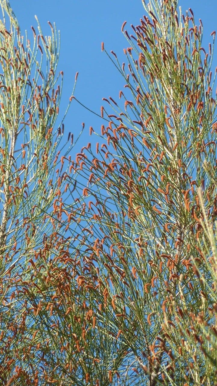Allocasuarina glauque 5