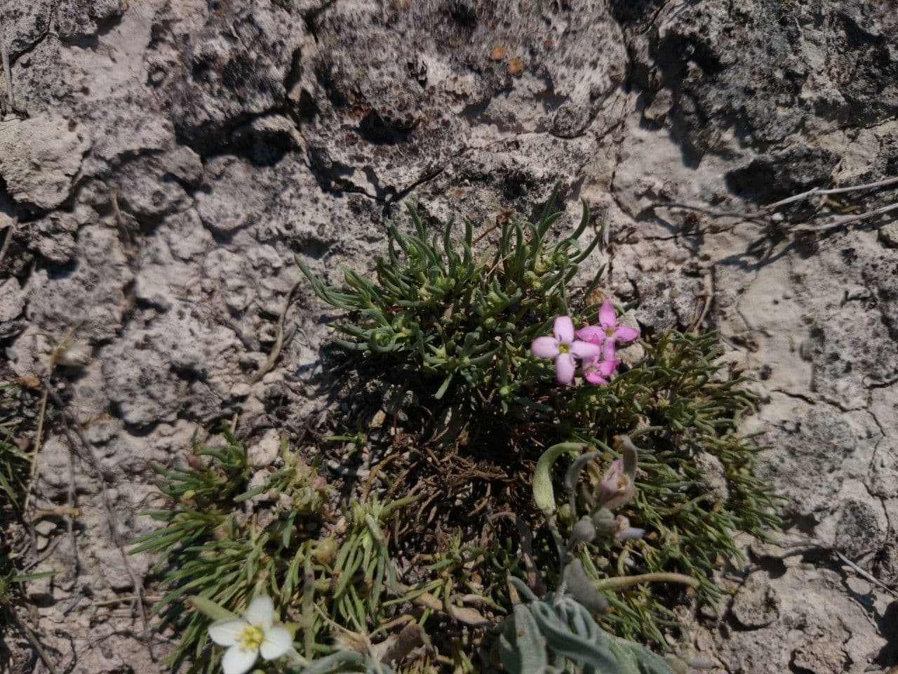 Houstonia rossa 7