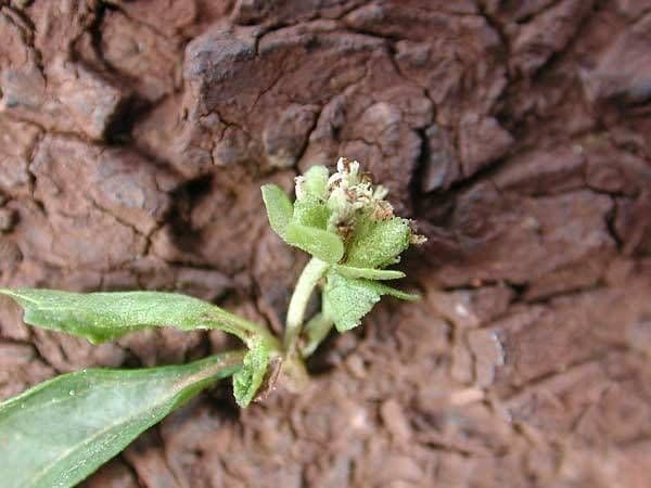 Acanthospermum australe 11