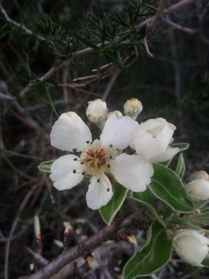 Peral de hoja de almendro 6