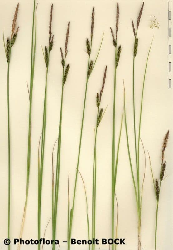 Carice fosca 25