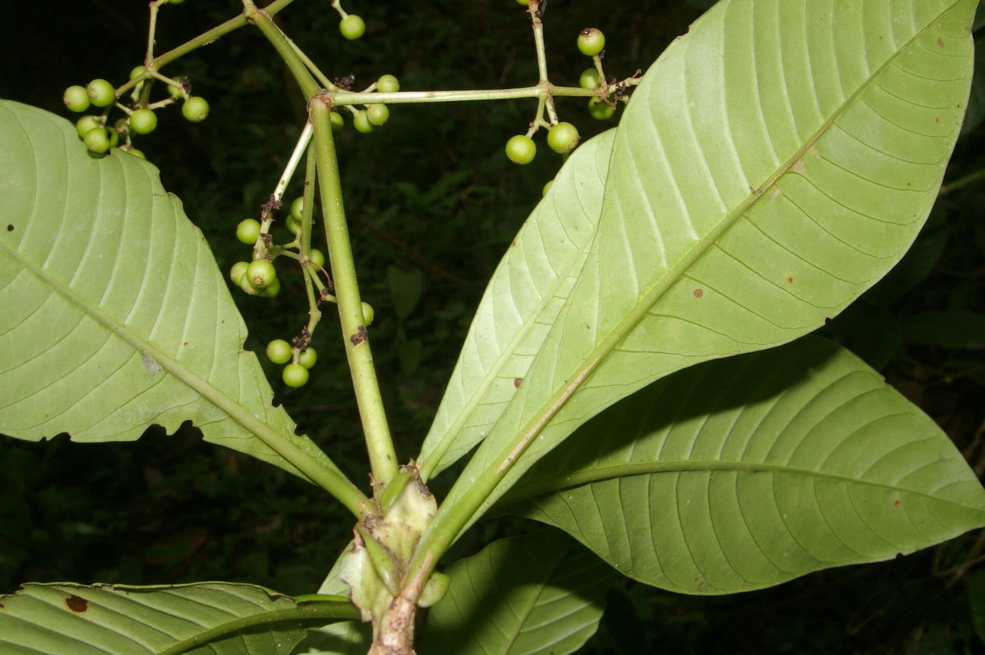 Große Psychotria 4
