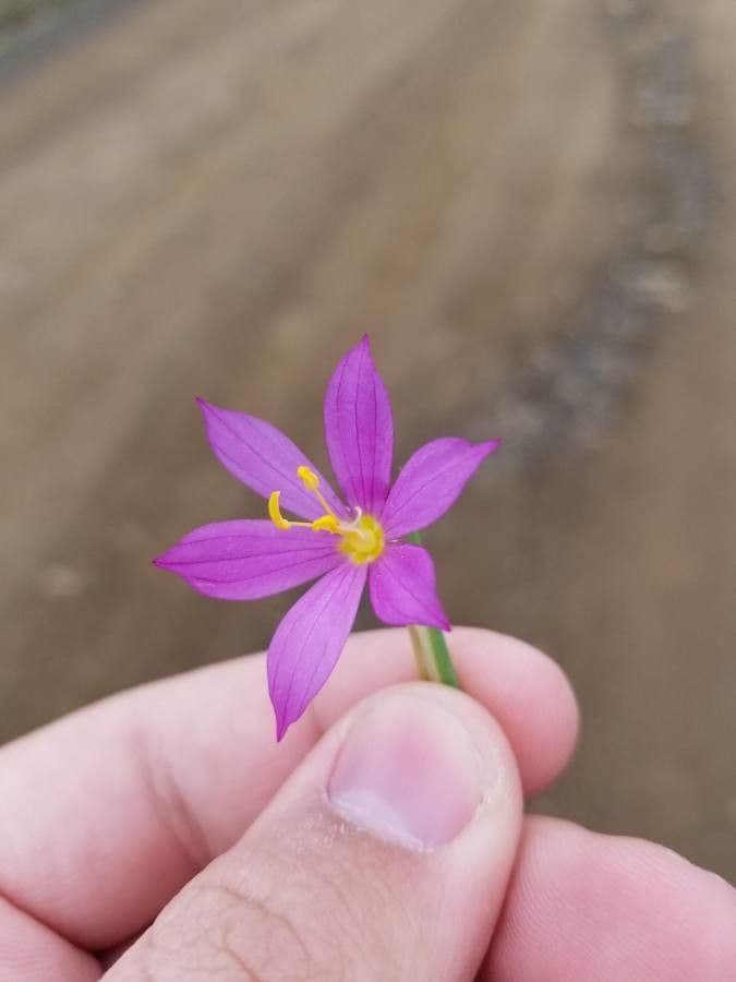 Nemastylis della Florida