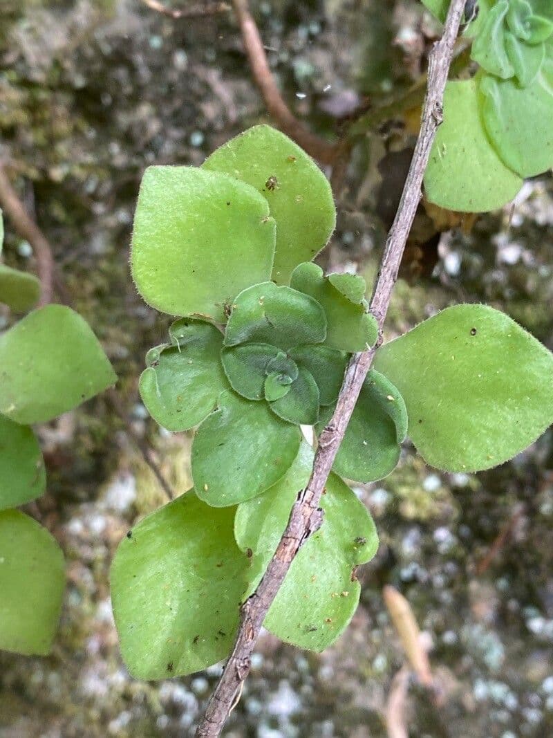 Aeonium 9