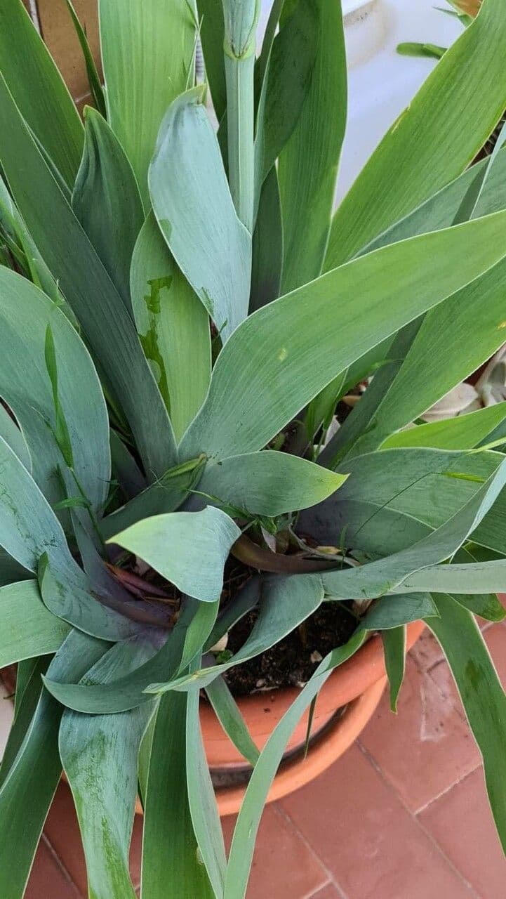 Iris 6