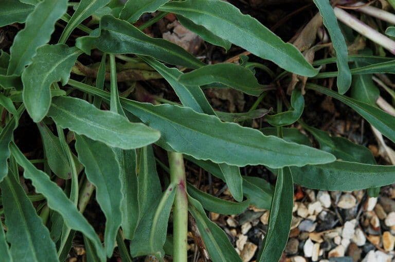 Penstemon hladký 12