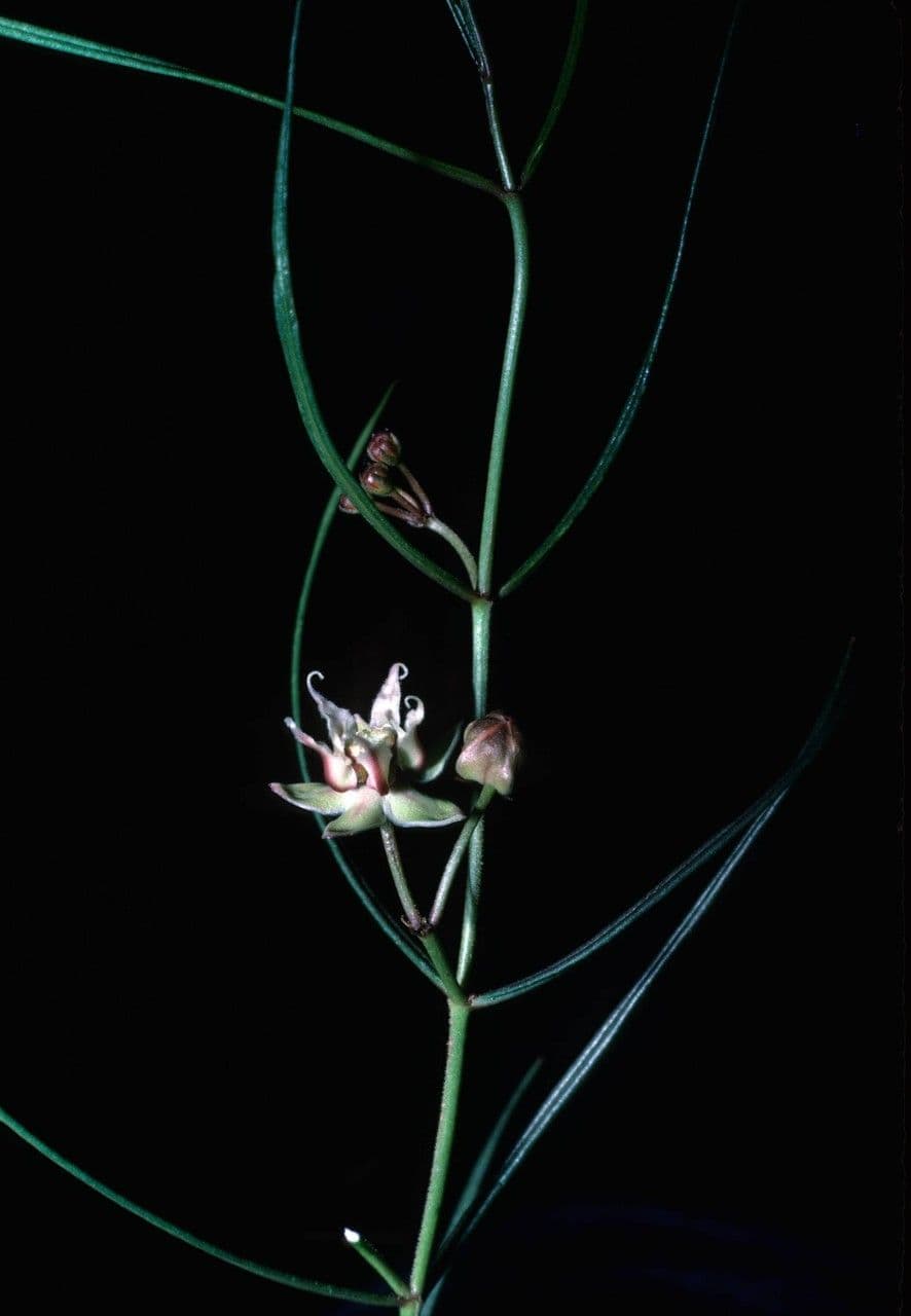 Asclepias