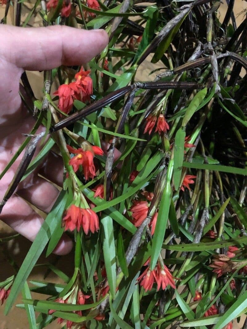 Scaphyglottis 9