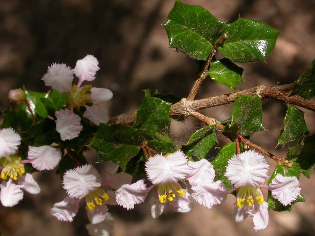 Cerisier de la Barbade