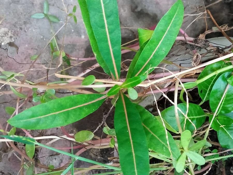 Barleria a cono di luppolo 18