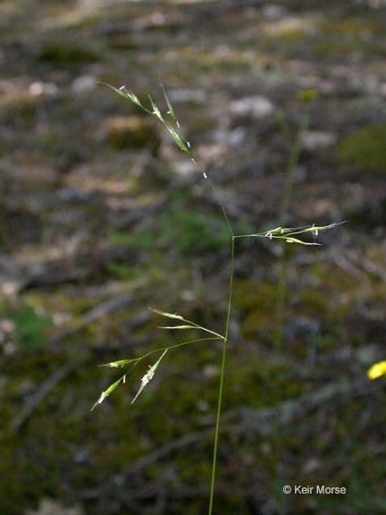 Festuca occidentale