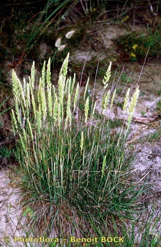 Koeleria glauca 10