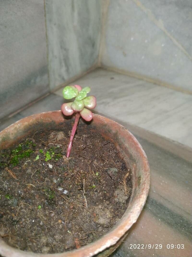Aeonium lindleyi 5