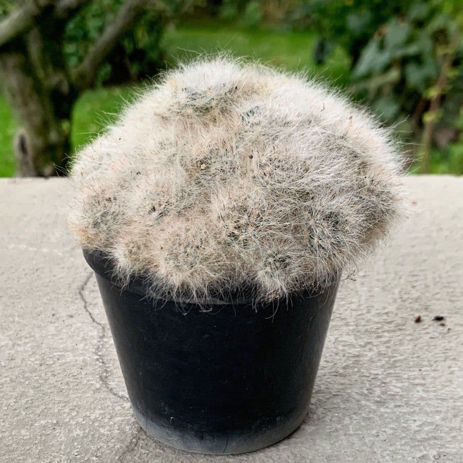 Cactus 4