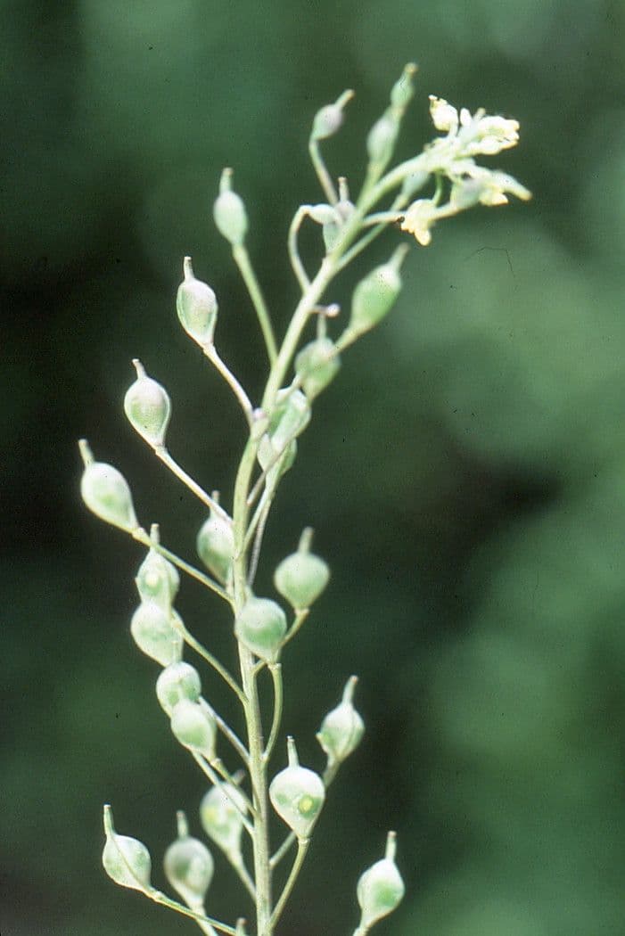 Camelina 2