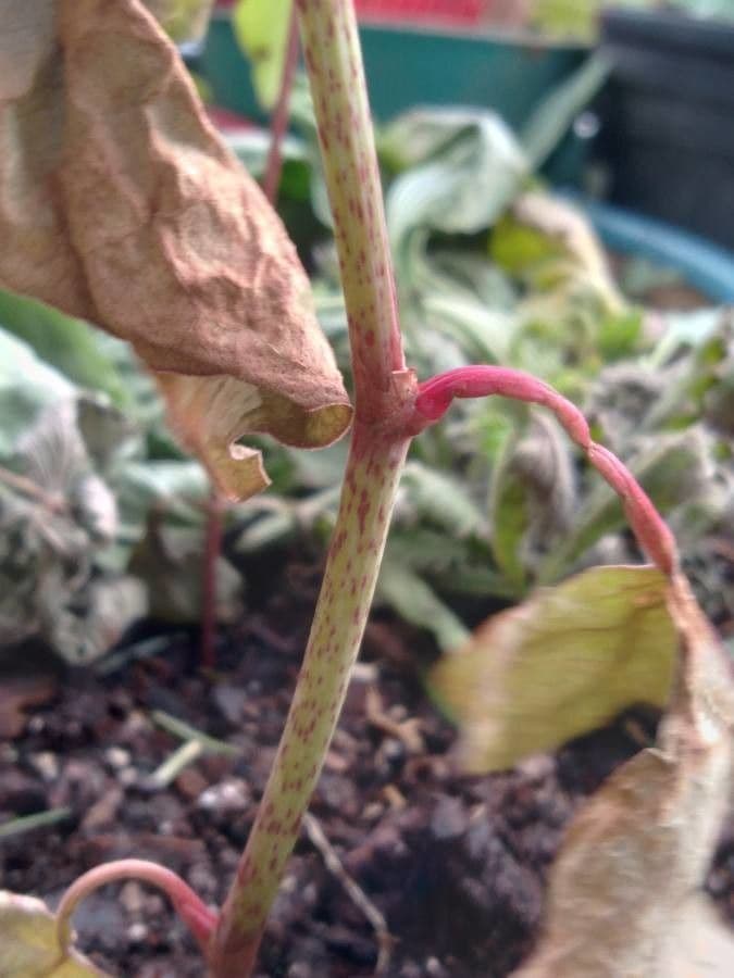 Sanguinaria 20