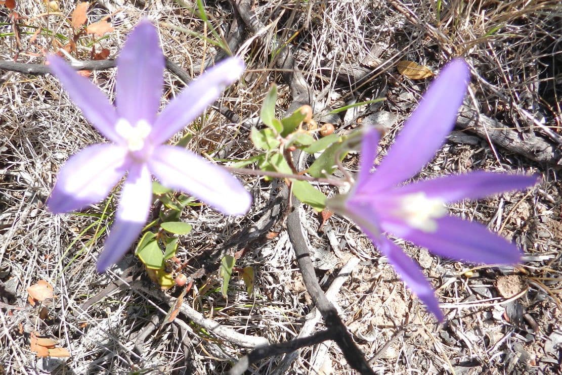 Brodiaea kalifornská 5