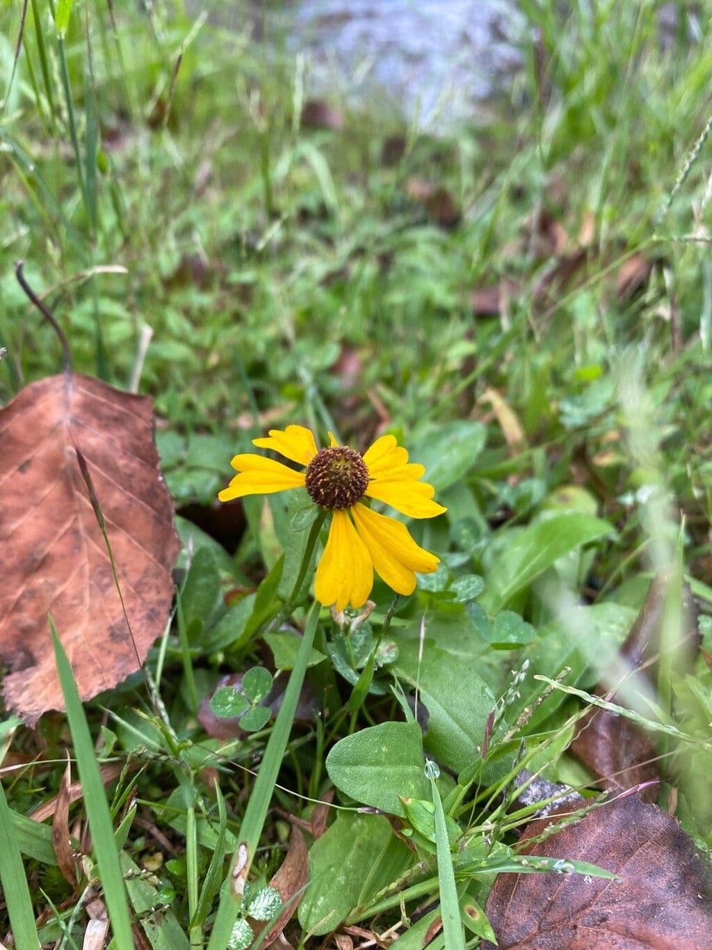 Helenium flexuosum
