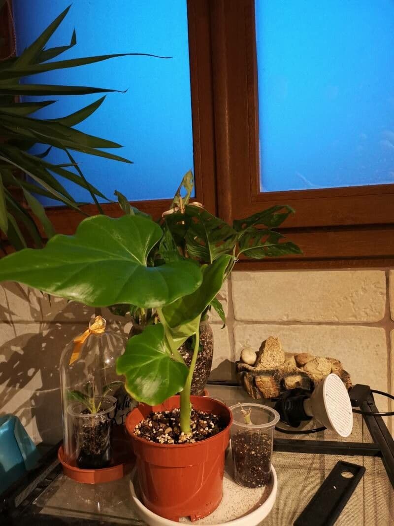 Philodendron géant 7