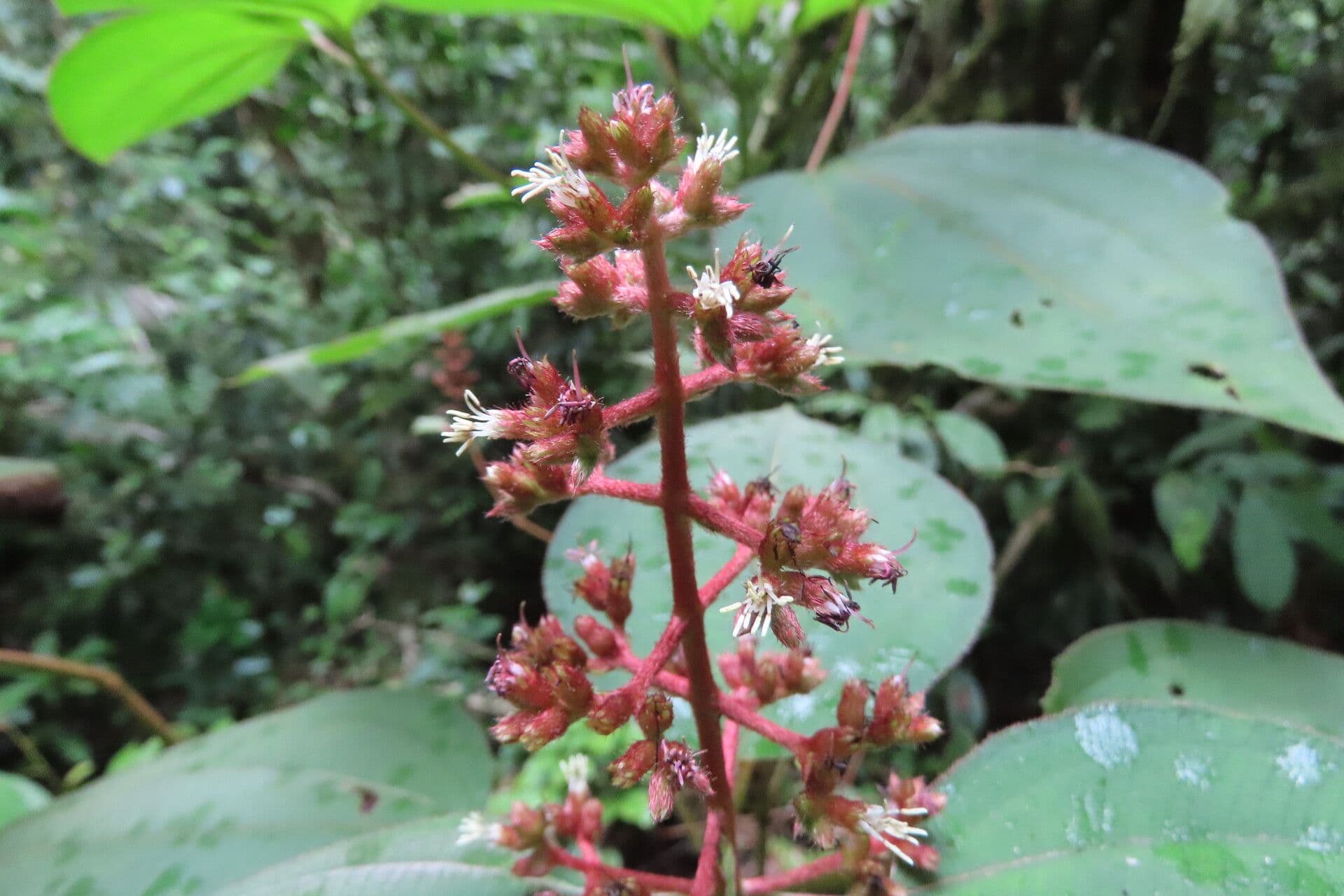Miconia 8