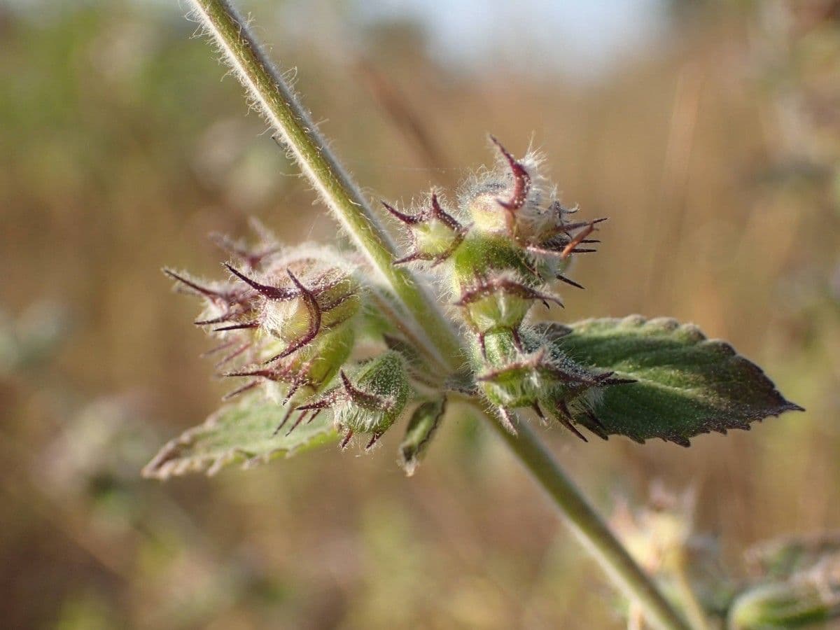 Hyptis 5