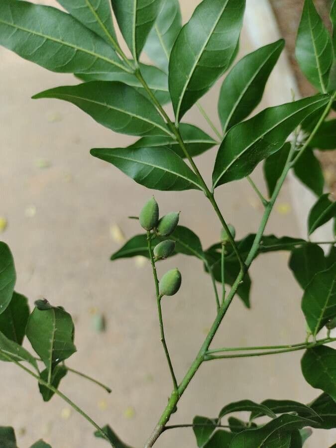 Trichilia