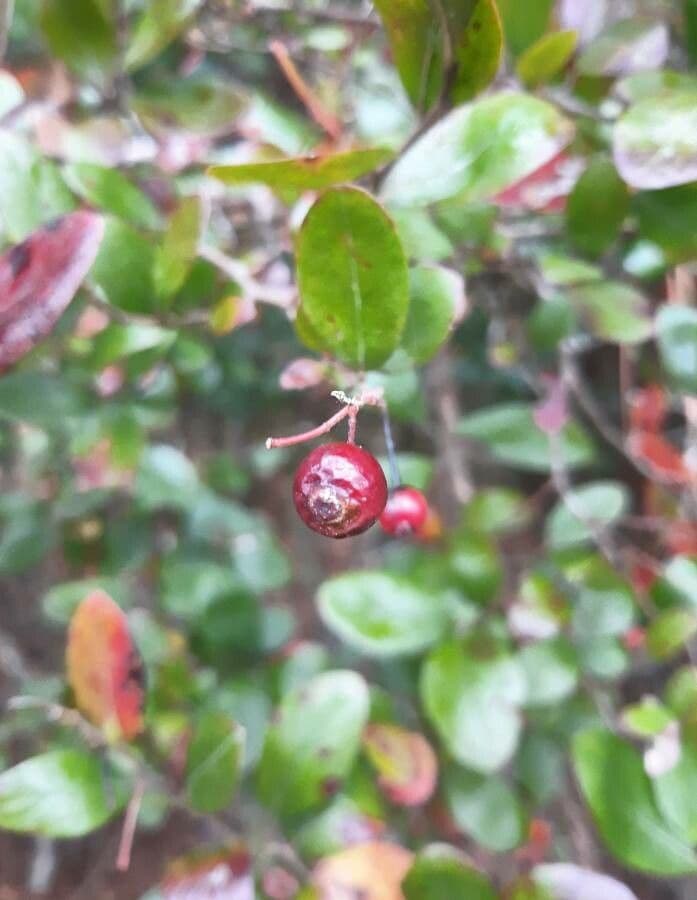 Farkleberry 4