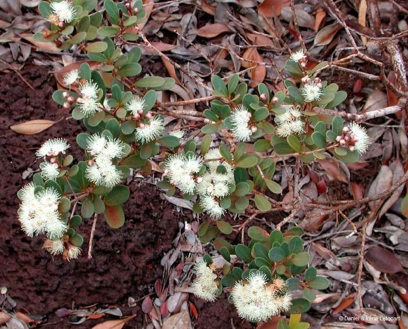 Syzygium 10
