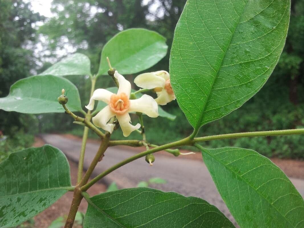 Wrightia 2
