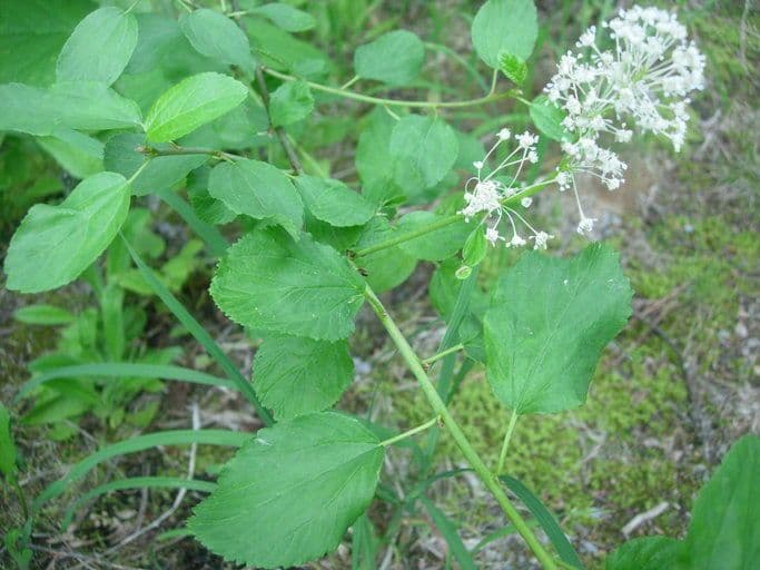 Krvavý ceanothus 6