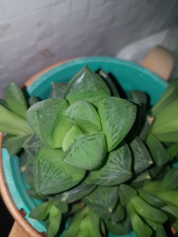 Haworthia 3