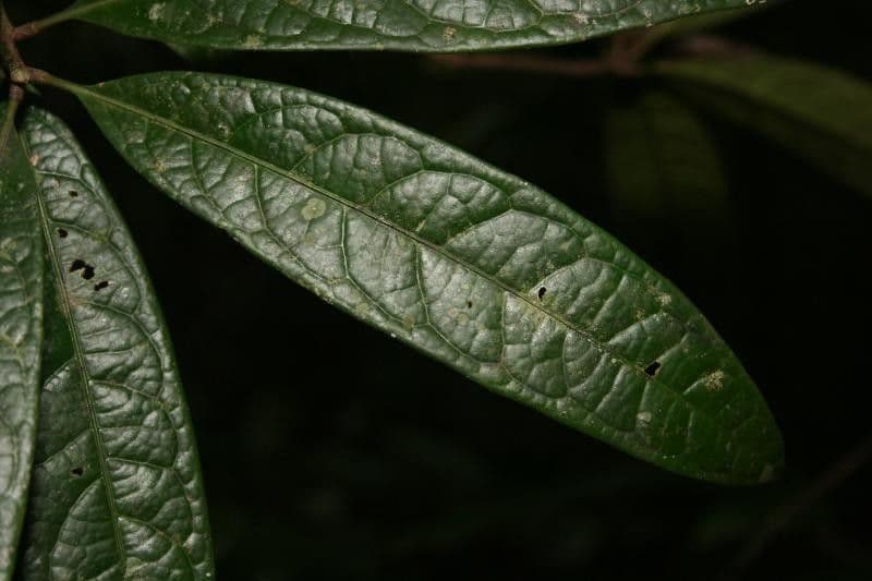 Aniba 4