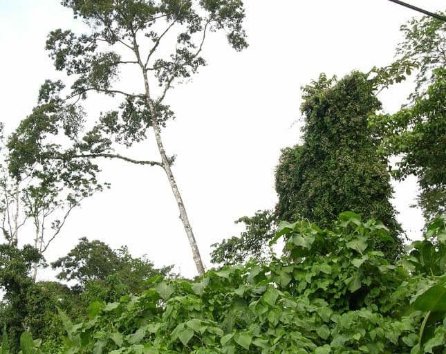 Ayahuasca 19