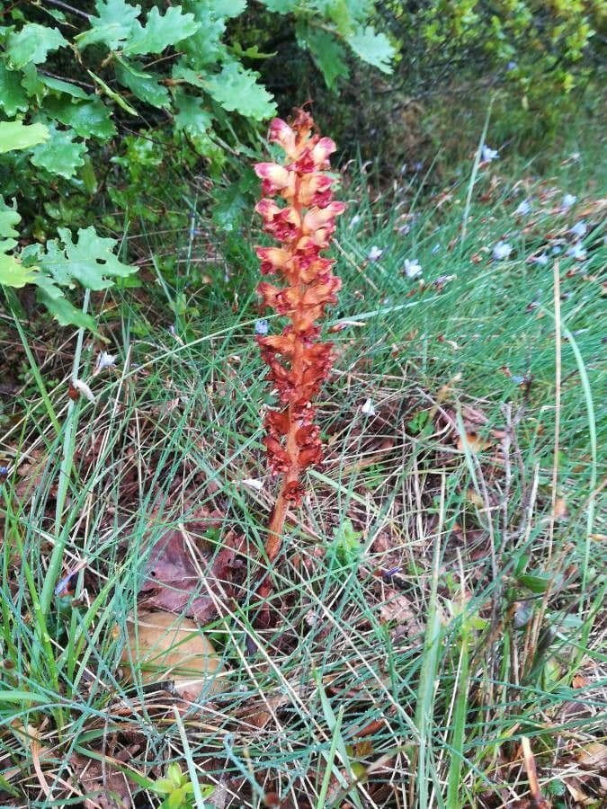 Orobanche del ginestrone 20