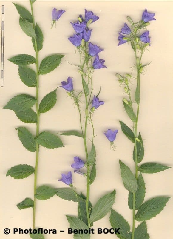 Campanula romboidale 23