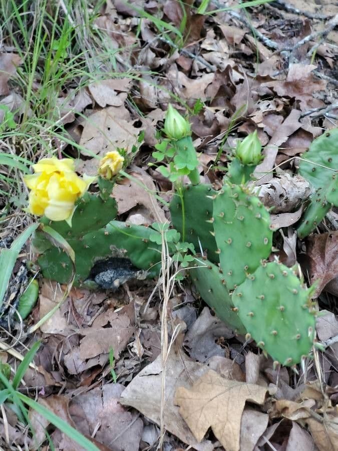 Westliche Feigenkaktus 6