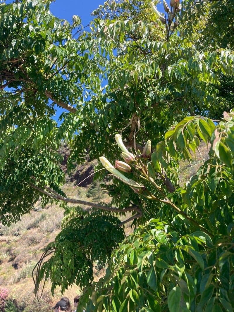 Oroxylum indiano 6