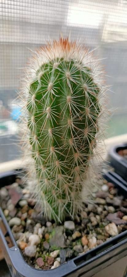 Espostoa 2