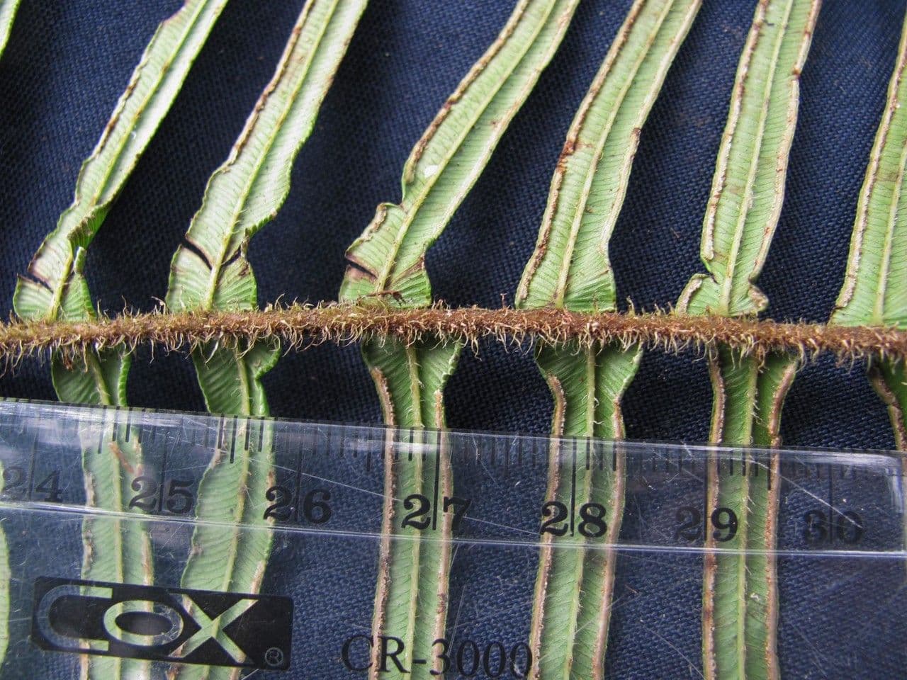 Pteris longifolia 10